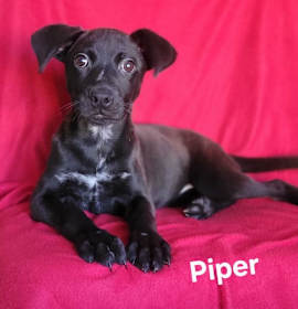 Photo of Piper(rehoming fee$100)