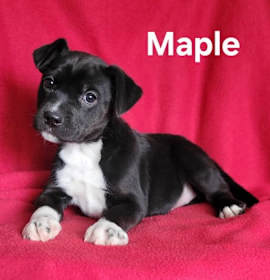 Photo of Maple