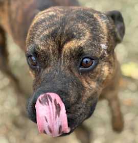 Photo of PARTRIDGE IN A PEAR TREE