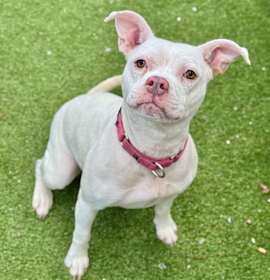 Photo of Sasha (Mall of NH)