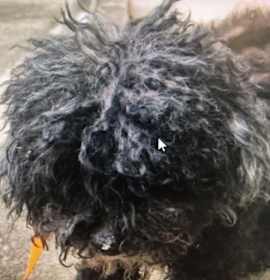 Photo of Puddin Pop - 3