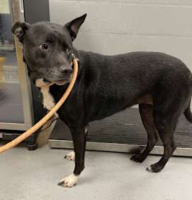 Photo of VALKYRIE x2