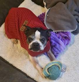 Bobby McGee-available mid/late December photo 4