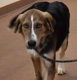 Photo of 91924 Ozzie