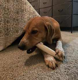 Photo of Nala (IN FOSTER)