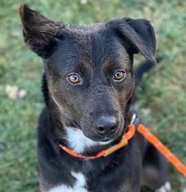 Photo of Pine - ECAS