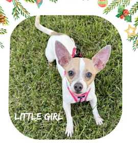Photo of Little Girl- Cutest ears!