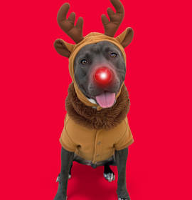 Photo of Roscoe-ADOPT Me!