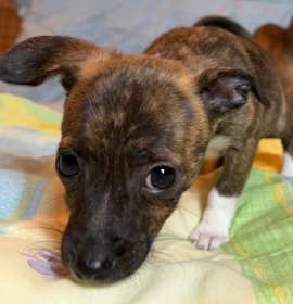 LUNA CHIWEENSTEEN photo 2