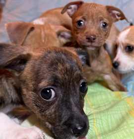 LUNA CHIWEENSTEEN photo 3