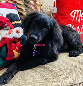 Photo of Jingle Bell