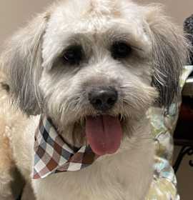 Photo of LEVIN 2 yrs 23 lbs