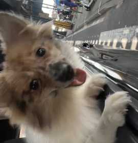 Rocky Boo Boo photo 4