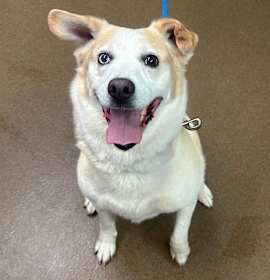 Duke the Snuggler photo 2