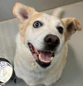 Duke the Snuggler photo 3