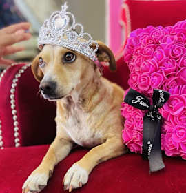 Photo of SOPHIE 1 yr 12 lbs