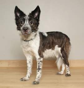 Photo of Mayflower D67260