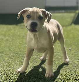 Photo of TIFTON 1614