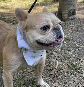 Photo of NICOLE 3 yrs 24 lbs