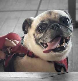 Photo of CAROLINE 3 yrs 15 lbs