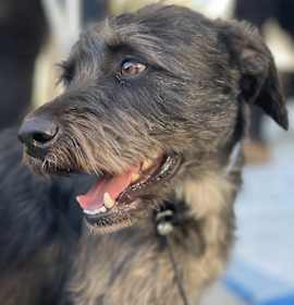 Photo of PIPER 1 year 40 lbs