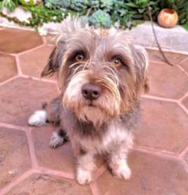 Photo of PIP 1 yrs 21 lbs