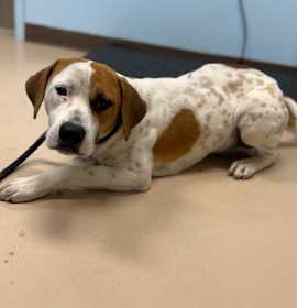 Photo of Yule (lilac st)