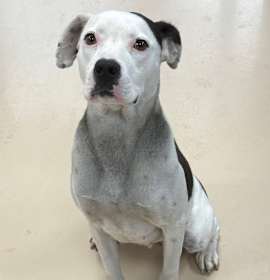 Photo of Hollis (2nd & Orange)