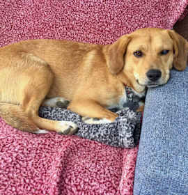 Photo of Charlie Brown - available 12/1