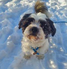 Photo of Milo- By Appointment Only