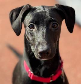 Photo of Tillie - See my Video!