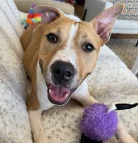 Photo of Parkour Puppy