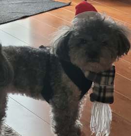 Photo of Mr. cuddles