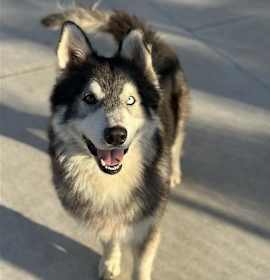 Photo of Balto