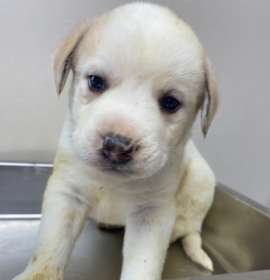 Photo of TUSC-Stray-82857_2_3_4_5_6