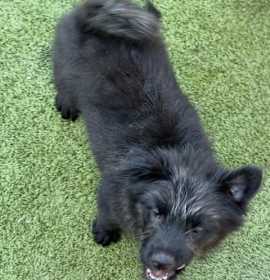 Photo of Biscuit - little girl