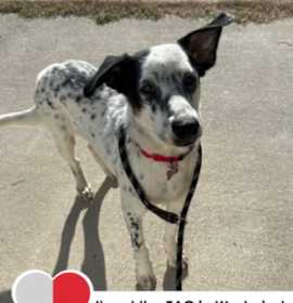 Photo of Tender Robot