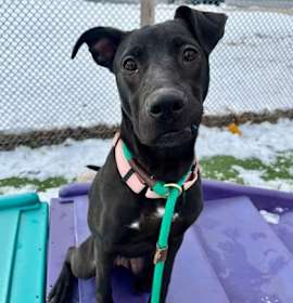 Misty VII 45 photo 2