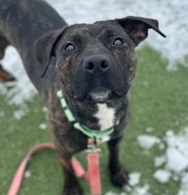 Peppermint III 66 photo 3