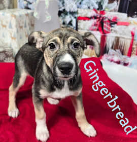 Photo of Gingerbread