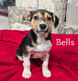 Photo of Bells