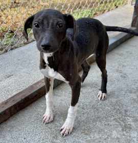 Photo of Noah [Foster Home]