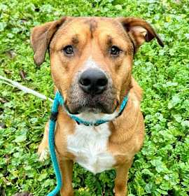 Photo of *FRANKINCENSE