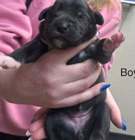 Photo of puppy1_2_3_4_5_6_7_8