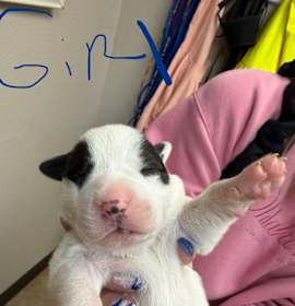 Photo of puppy1_2_3_4_5_6