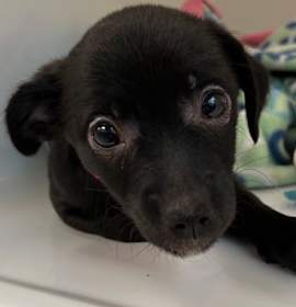 Photo of Ellie - AVAILABLE