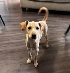 Photo of Saareca / Betty