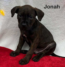 Photo of Jonah (AC Babies 2025)