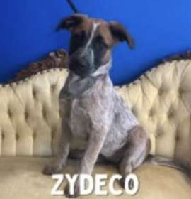 Photo of AAD New Arrival! Zydeco - 25313