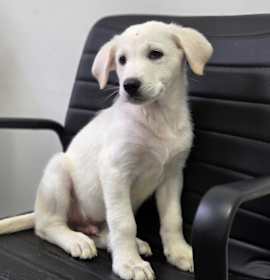 Photo of Puppy Boy 4